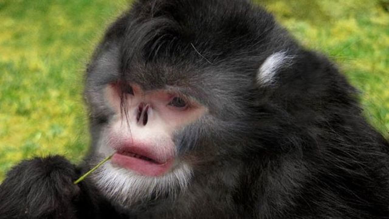 Rare snub-nosed monkey among new species discovered in Eastern