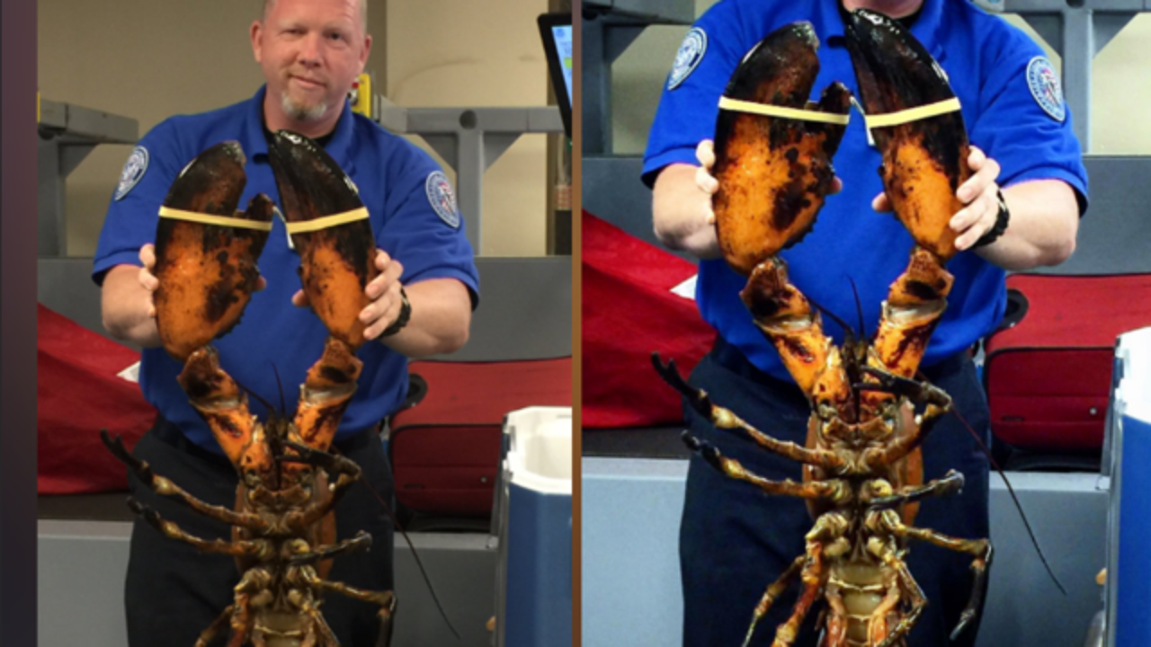 TSA finds 20pound live lobster in checked bag at Boston airport