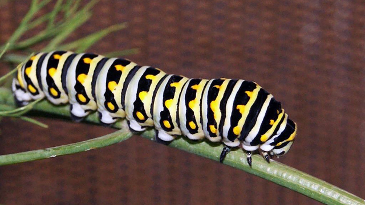 Florida Man Wrecks Liquor Store Blames It On Caterpillar