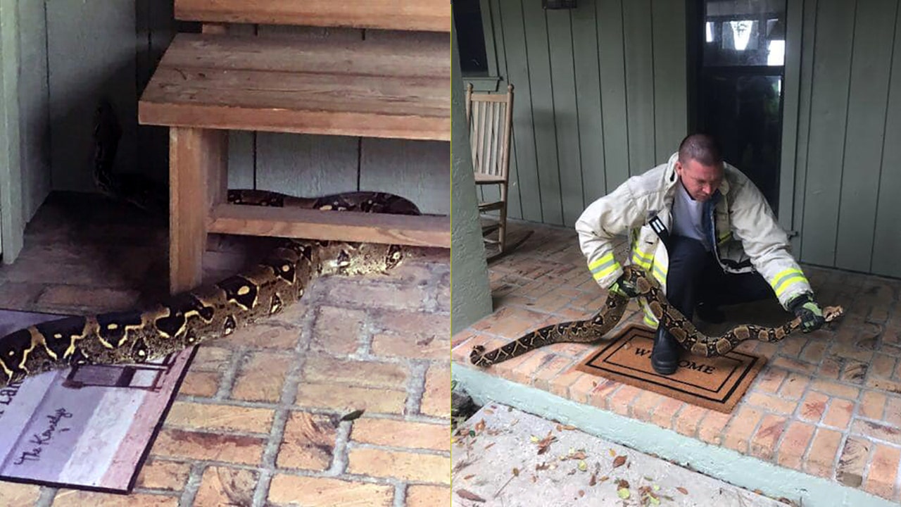 pet boa constrictor in mobile home park