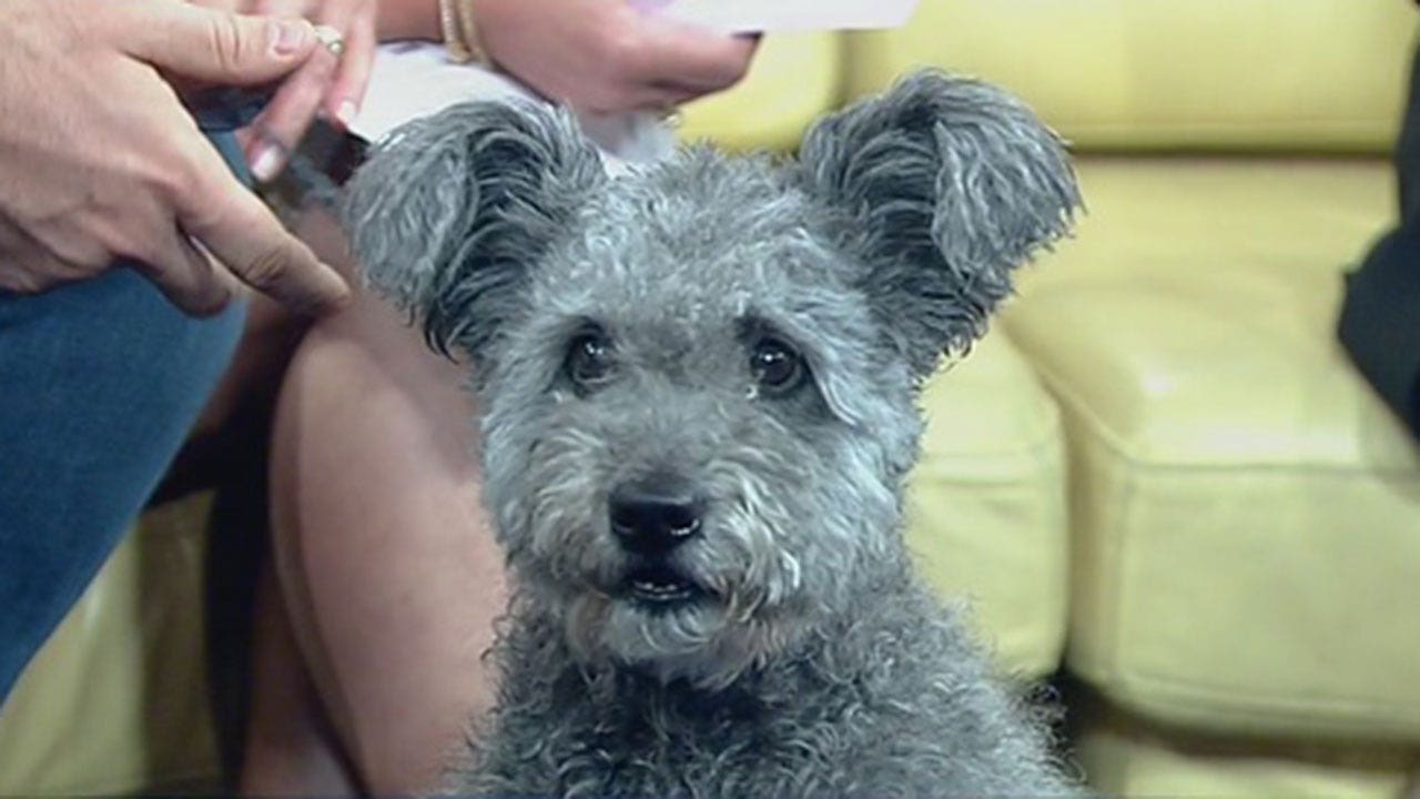 Pumi now officially recognized by American Kennel Club
