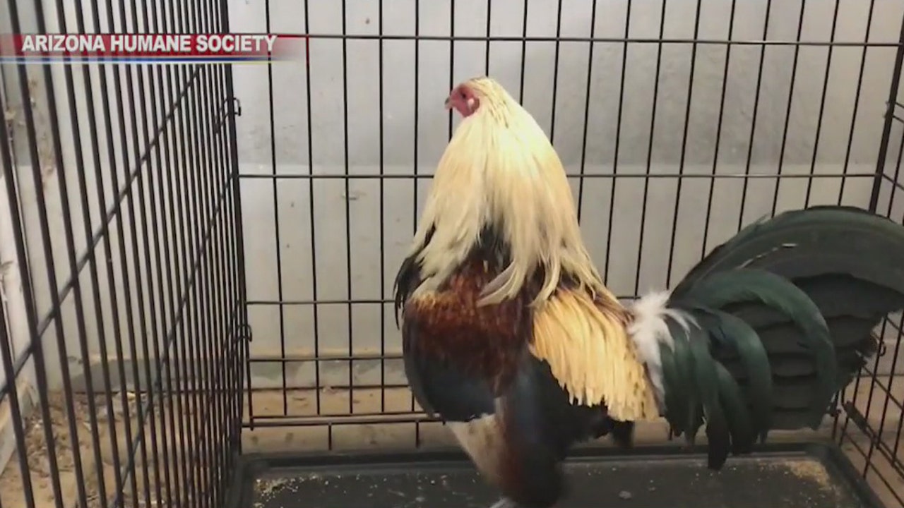 Expert Roosters Seized In Weekend Cockfighting Bust Will Have To Be Put Down 