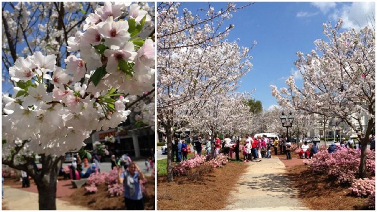 Macon's cherry blossoms reach peak bloom