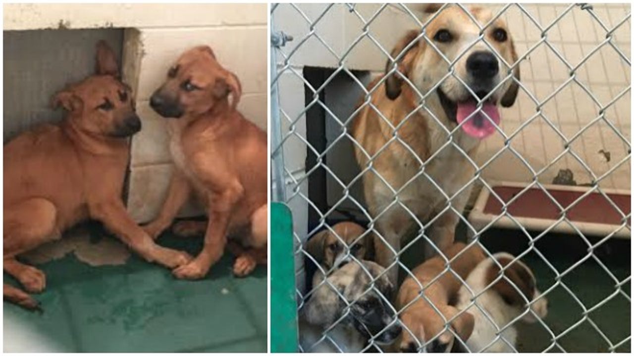 25 animals saved from underfunded shelter in Barnesville