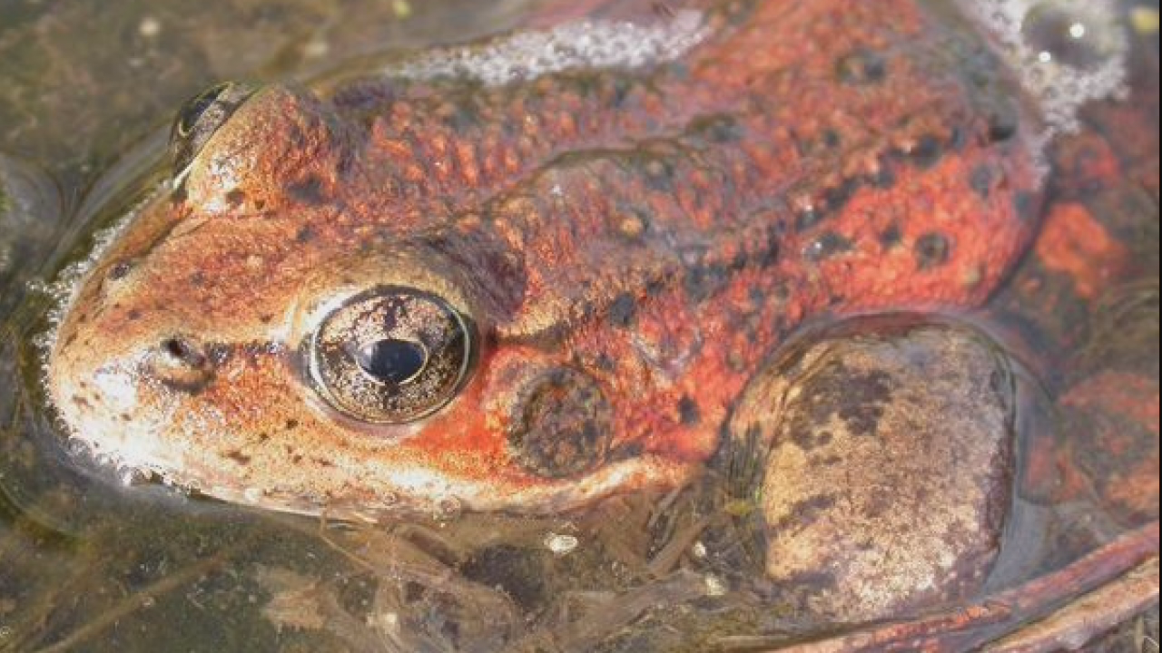 Redlegged frogs thriving in Yosemite after long absence