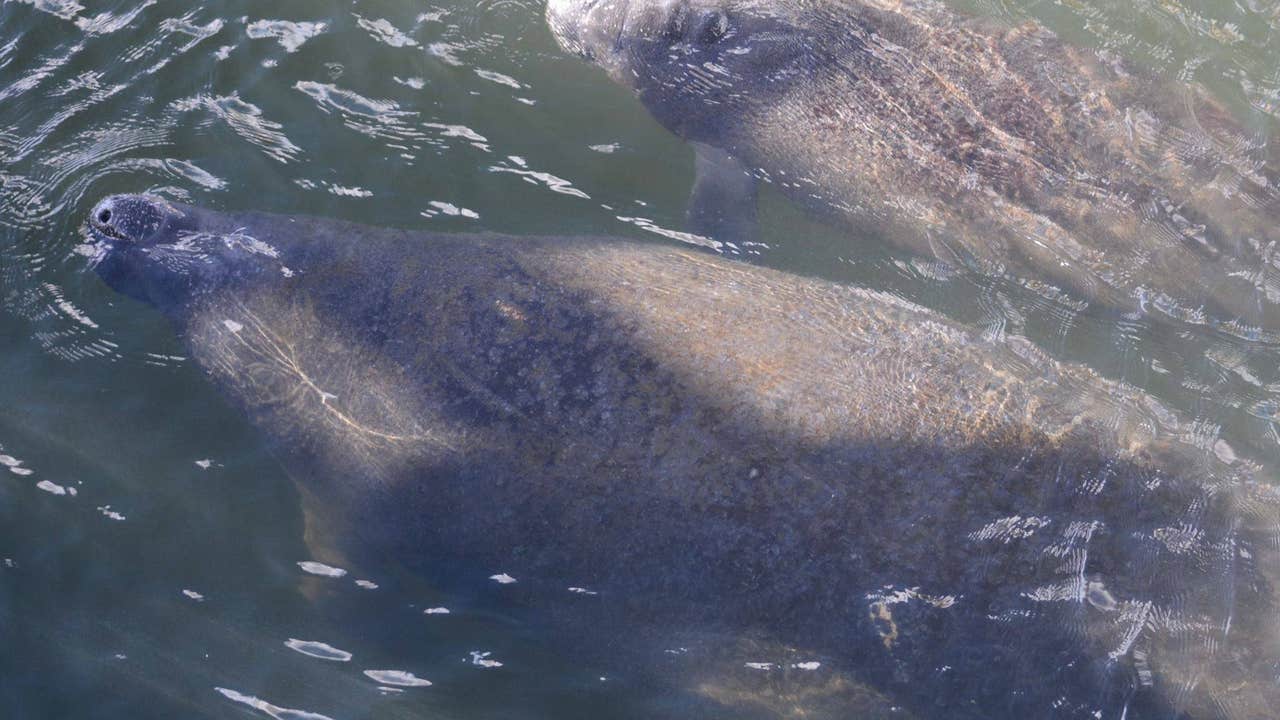Wildlife officials: Manatees no longer endangered | FOX 5 Atlanta