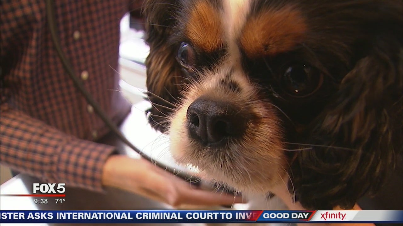 How to keep fleas off your pet, out of your home