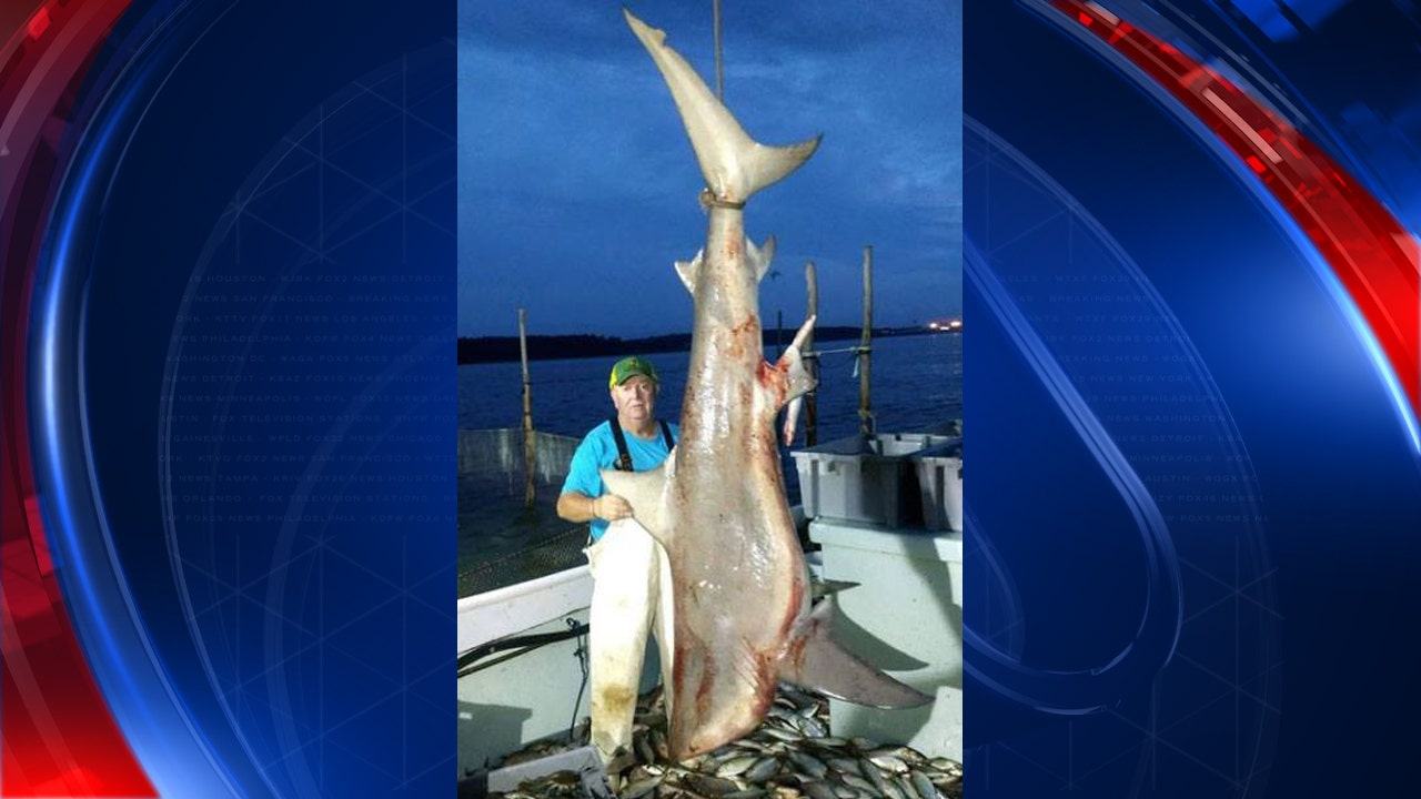 310-pound bull shark caught in Maryland | FOX 5 Atlanta