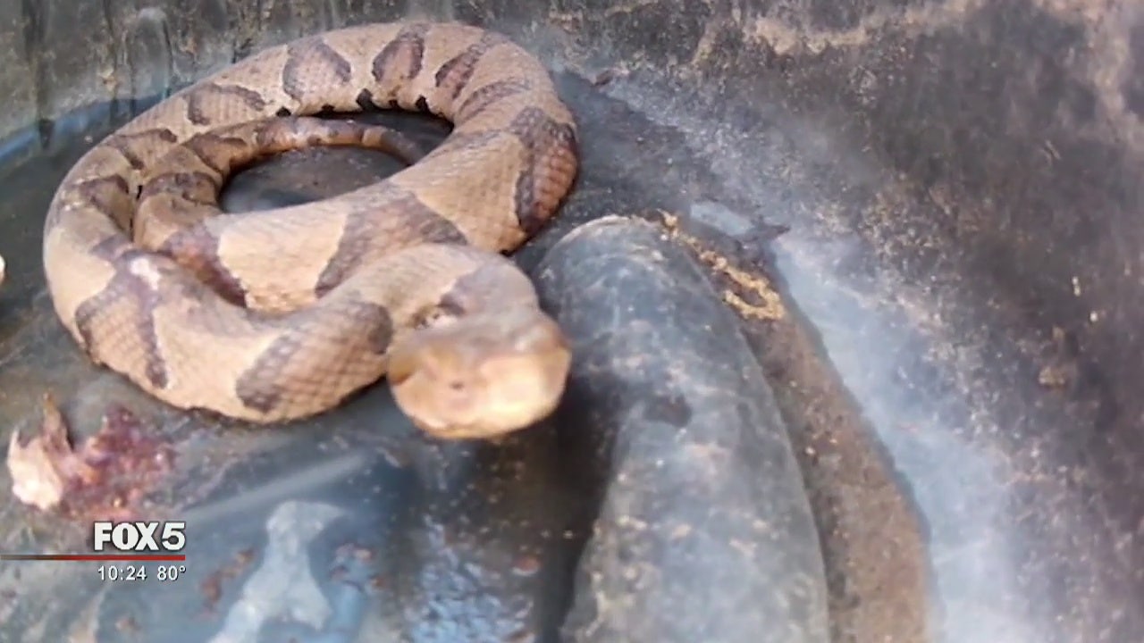 Copperhead Snake Bites On The Rise In Georgia Copperhead Snake Bites On The Rise In Georgia