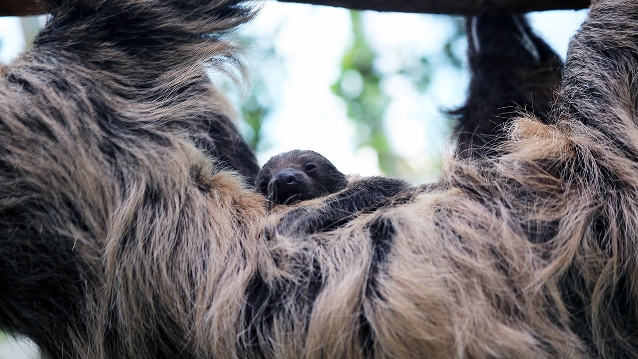 Denver Zoo has a new addition: a two-toed sloth baby | FOX 5 Atlanta