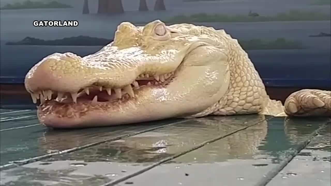 Meet Pearl The Rare Albino Alligator At Gatorland