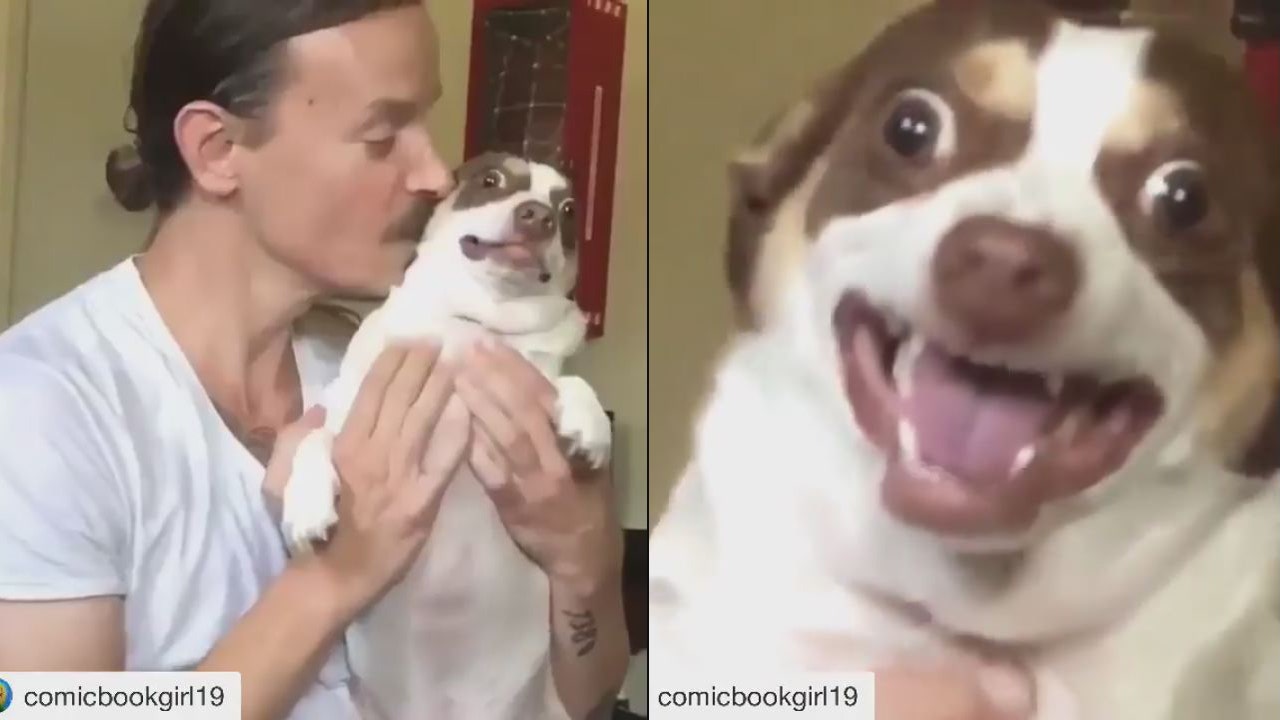 Bug eyed hot sale dog