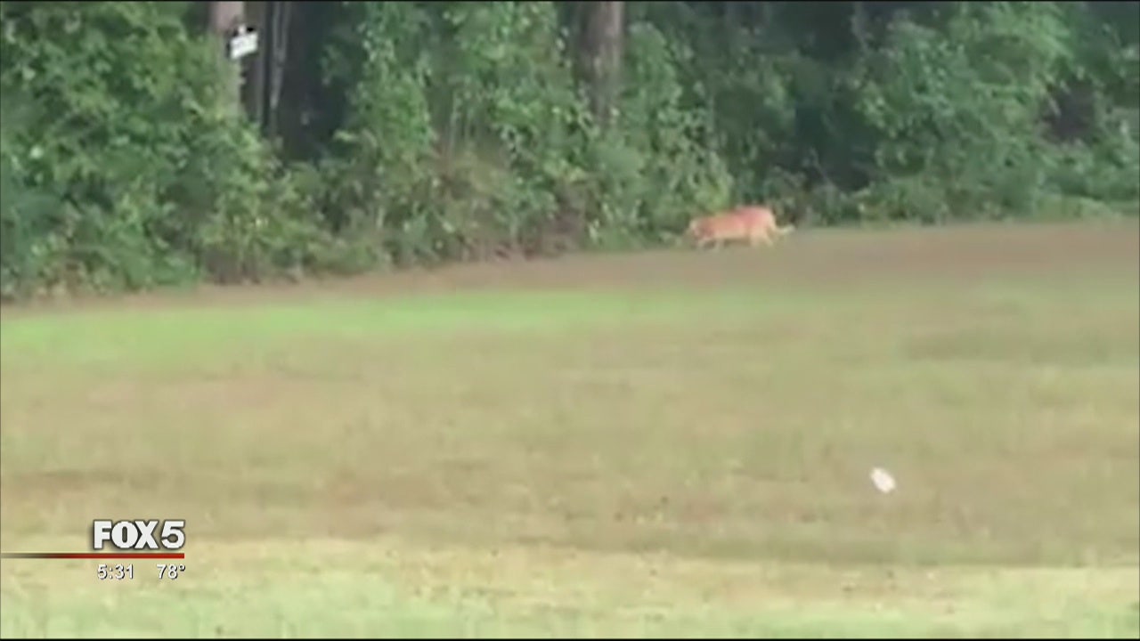 Big Cat Video Has Paulding County Resident Worried