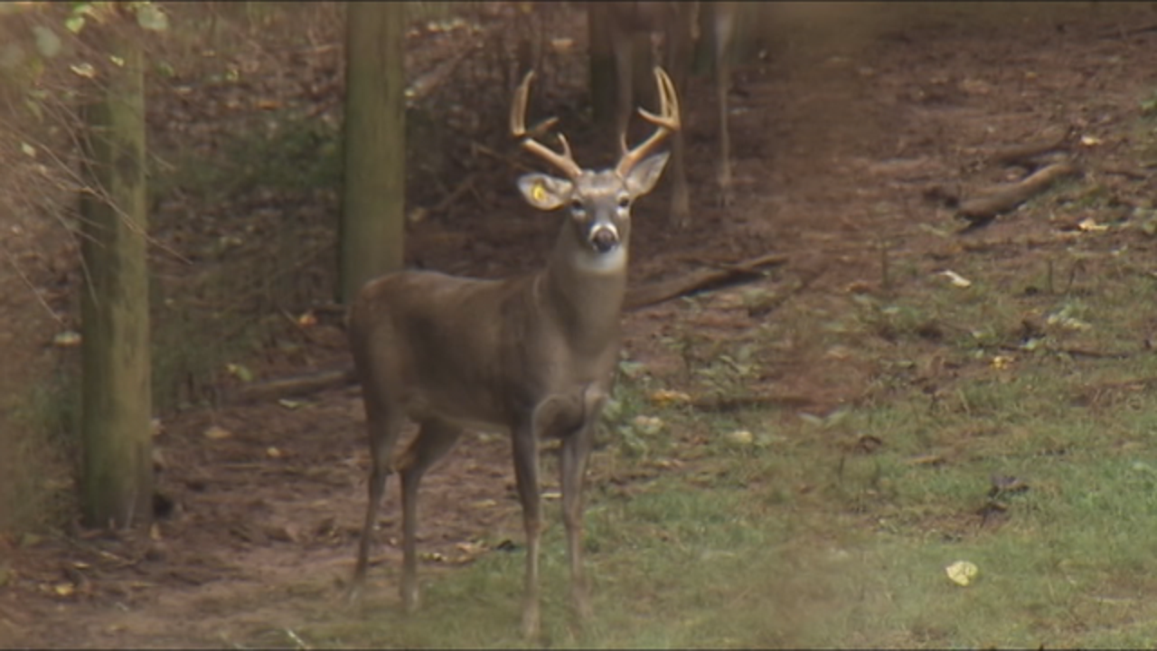 Deer season opens for bow hunters in