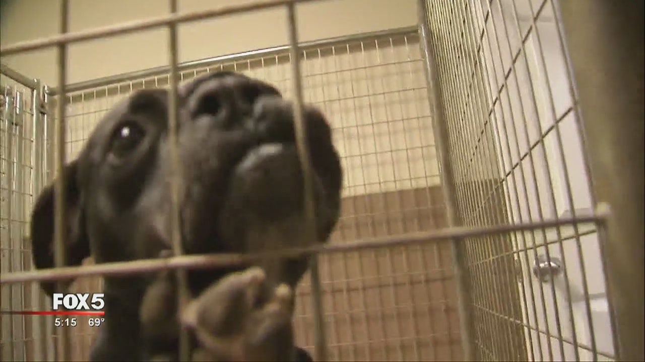 Paulding County pit bull rescue operation expansion under fire