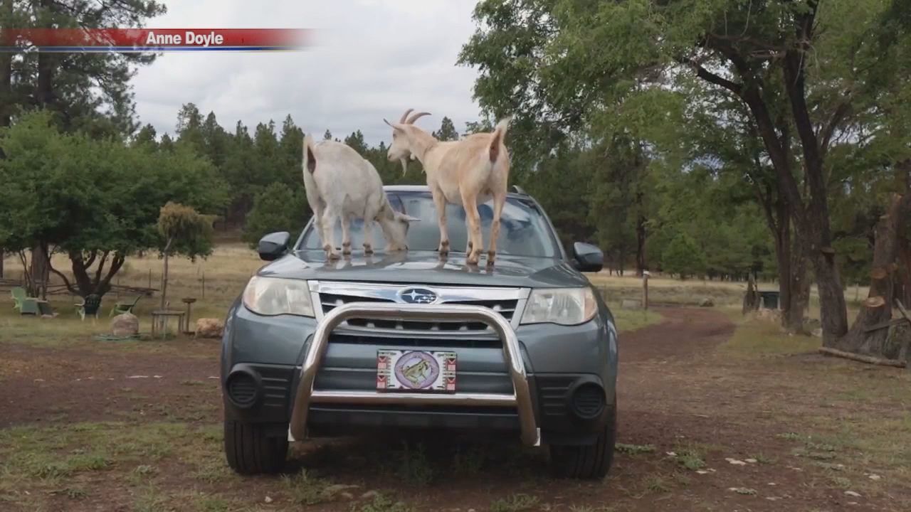 Goats climb on Arizona couple s car