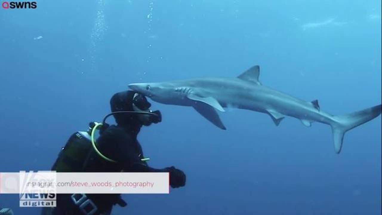 Shocking Video Shows Shark Kissing Diver
