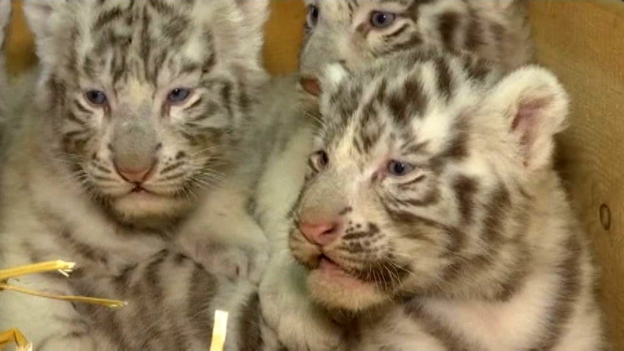 Zoo unveils white tiger cubs | FOX 5 Atlanta, image size:1280x720