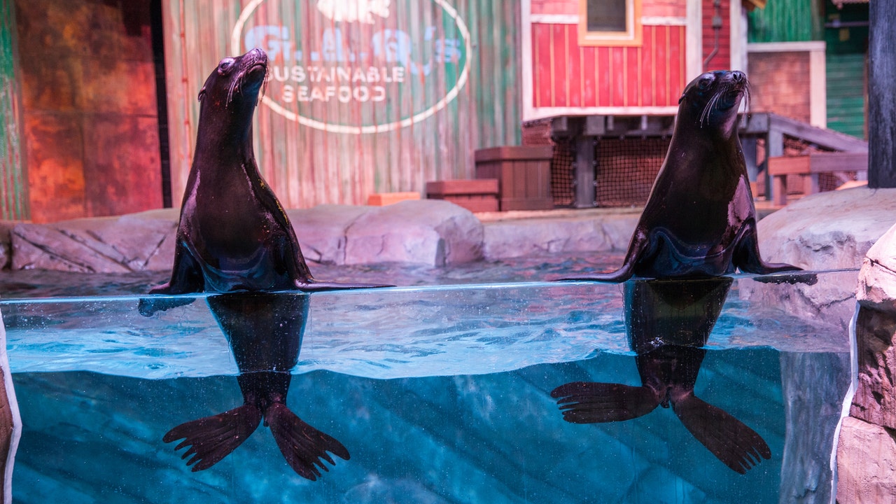 Sea Lions, Dolphins presentation premieres at Aquarium