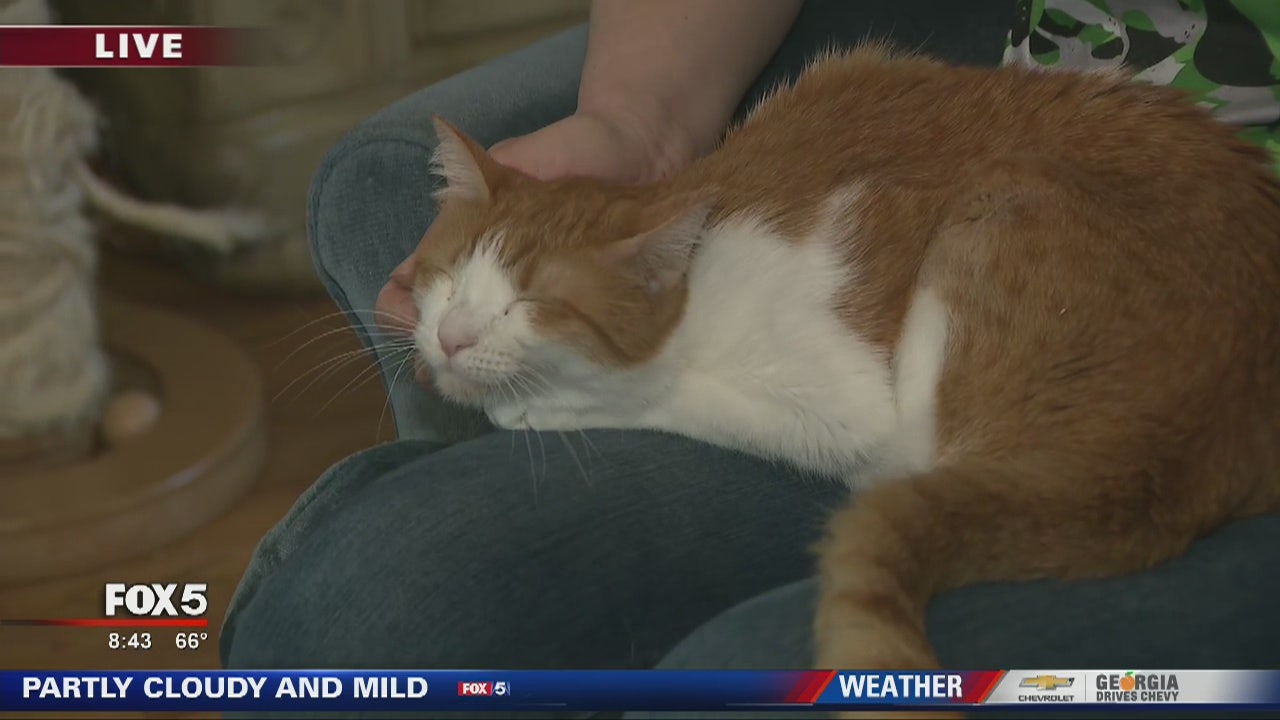 Buford Cat House Keeps Adoption Ready Animals Safe