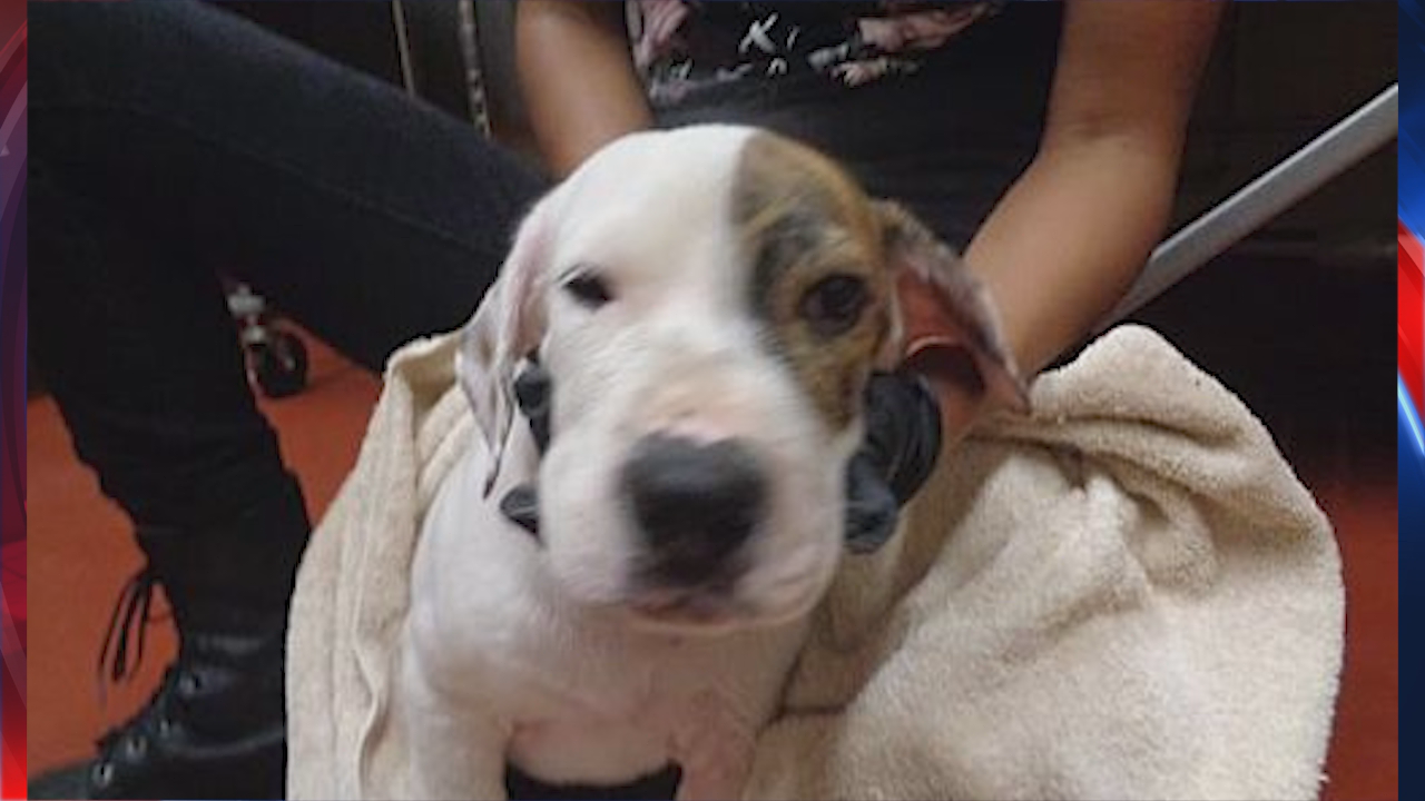 Animals in Douglas County shelter in urgent need of being adopted