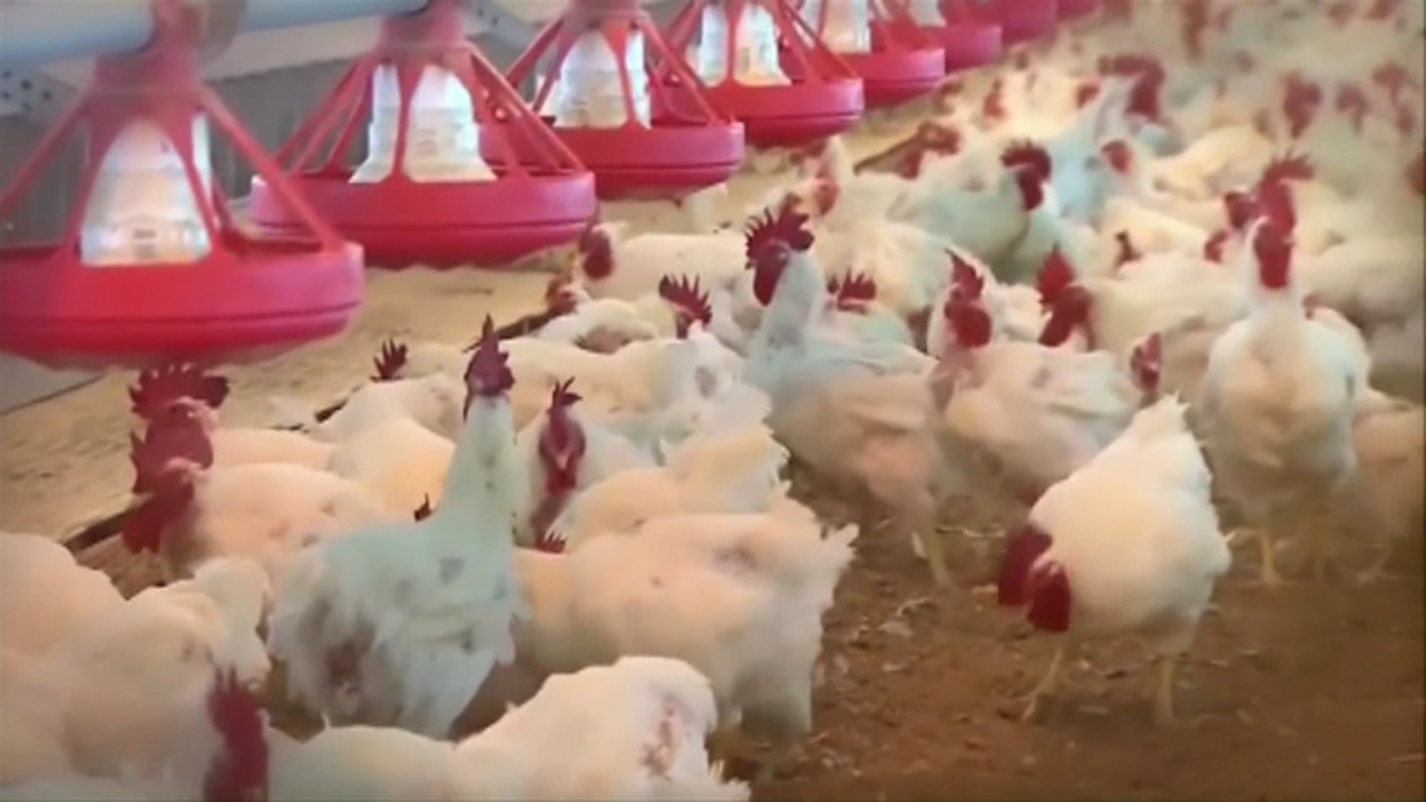 Tyson adopting video, welfare checks in poultry operations | FOX 5 Atlanta