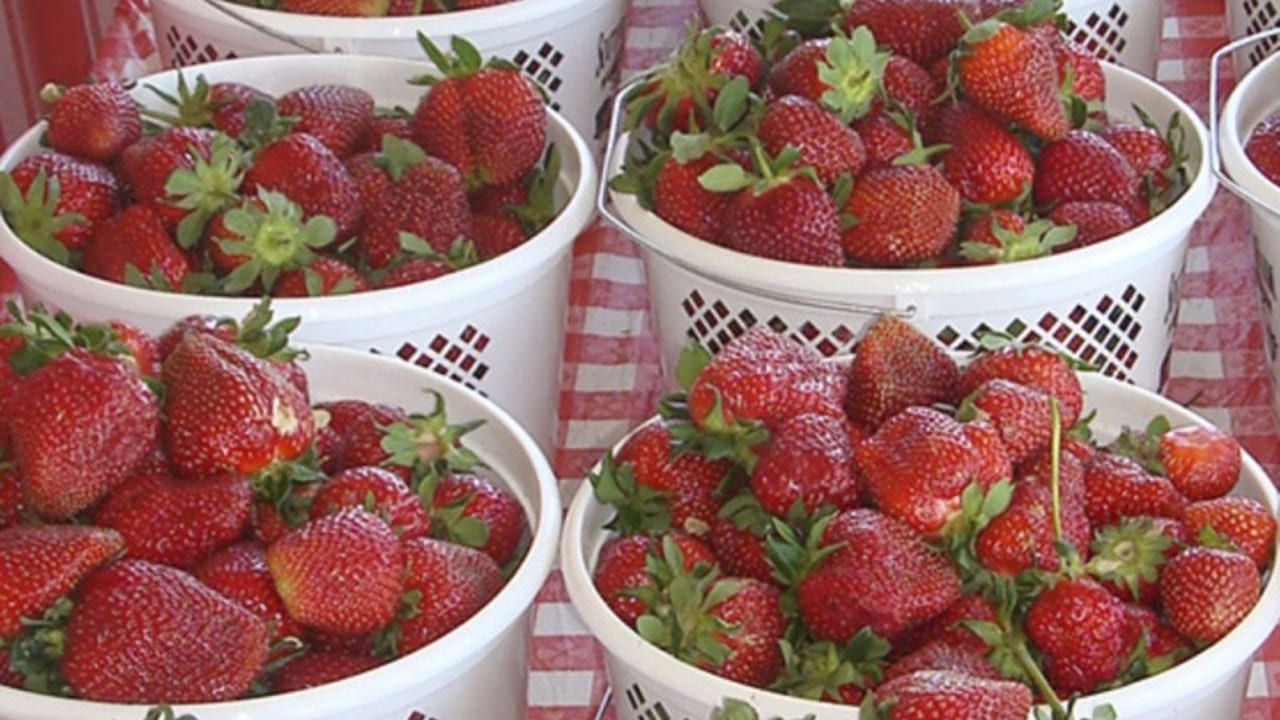 Strawberry picking in Atlanta Best places to pick your own strawberries