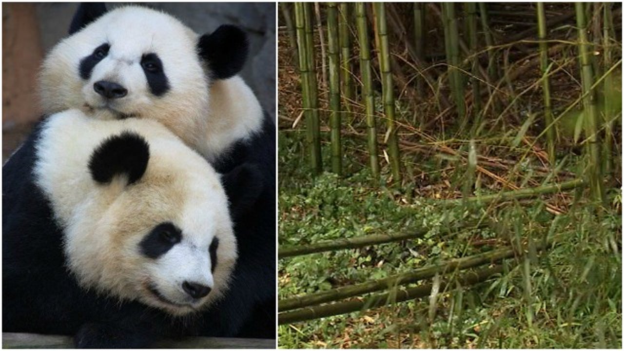 Bamboo donation program helping feed hungry pandas at Zoo Atlanta FOX