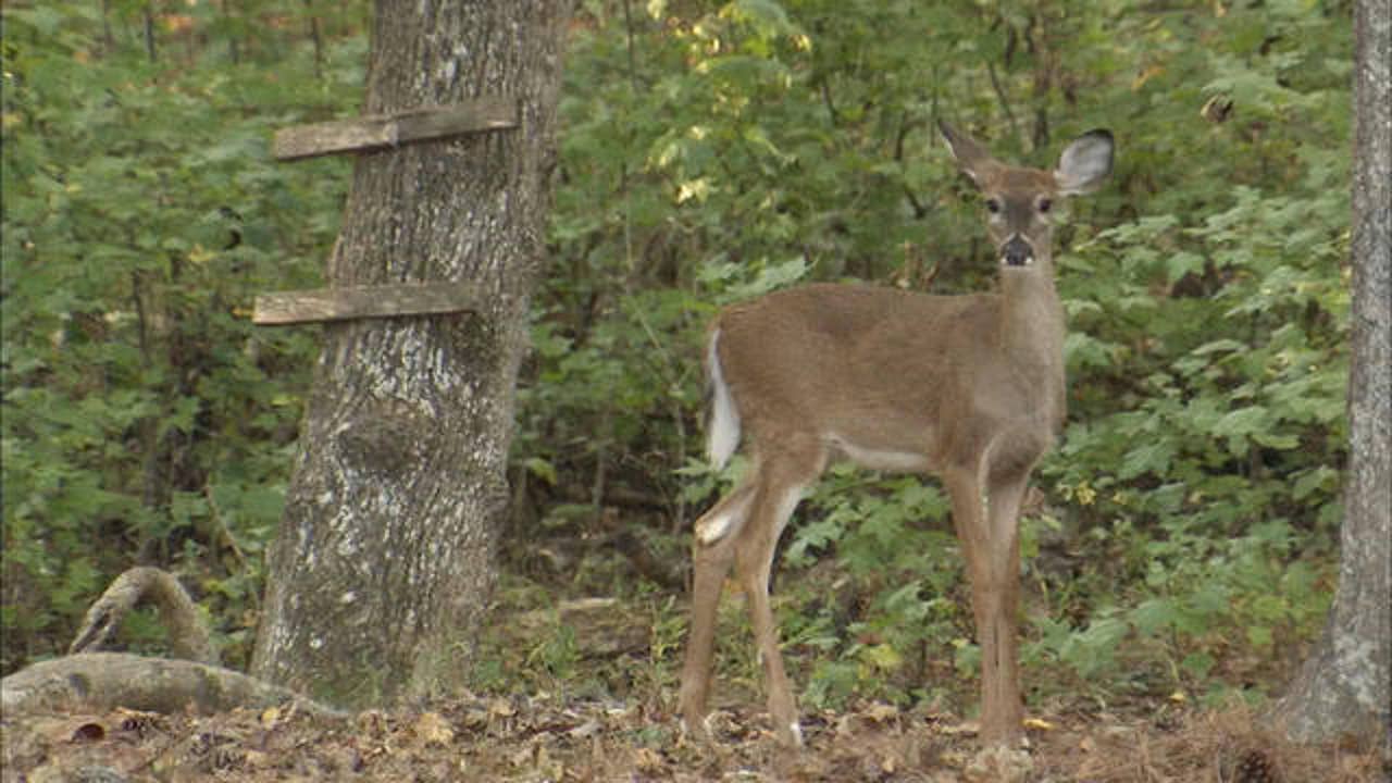 Electronic applications for quota hunts in open Thursday