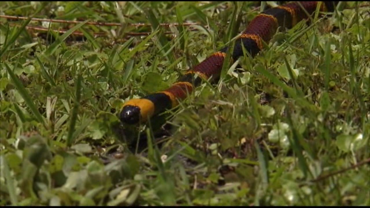 Student bitten by coral snake at school | FOX 5 Atlanta