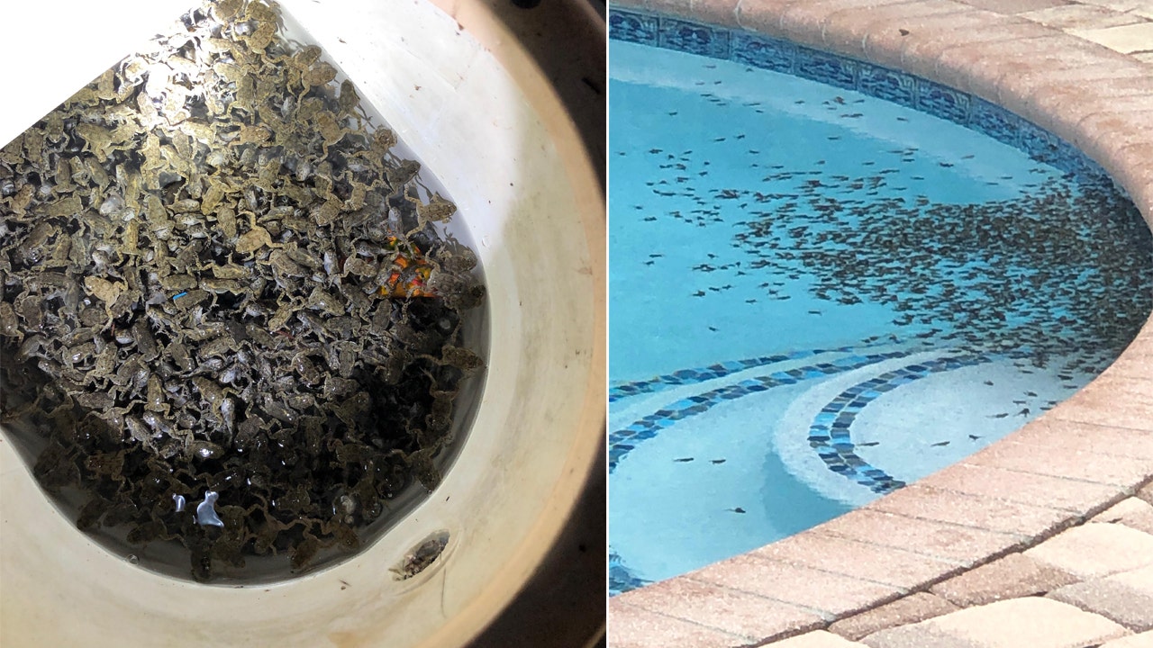 Poisonous toads infest suburban Florida neighborhood | FOX 5 Atlanta