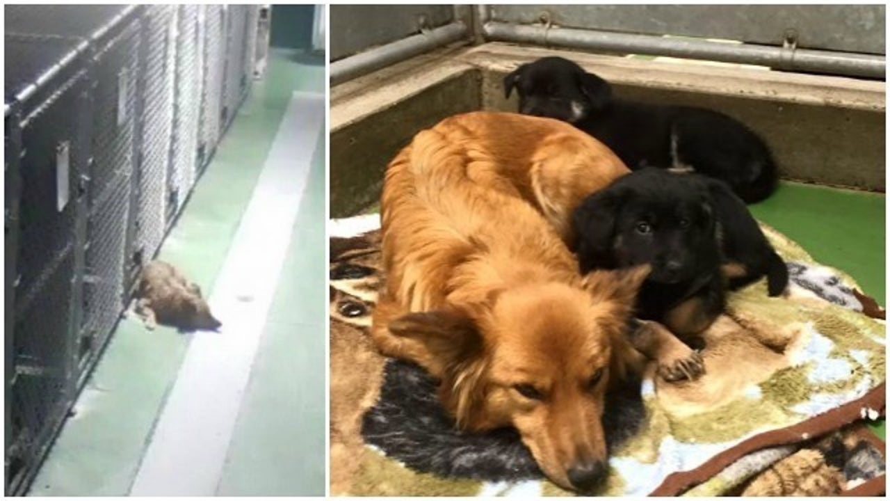 Dog sneaks out of kennel at night to comfort crying puppies