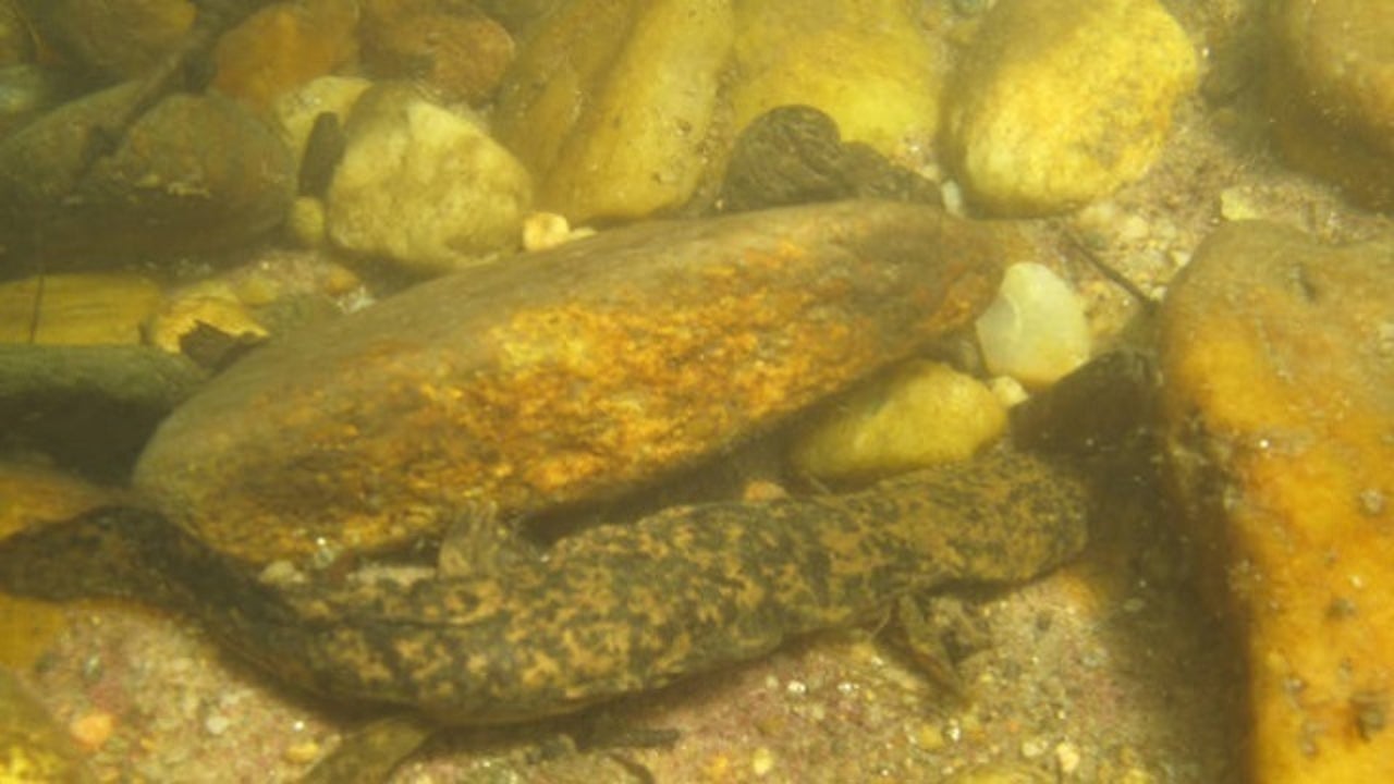 Eastern hellbender voted Pa's official amphibian