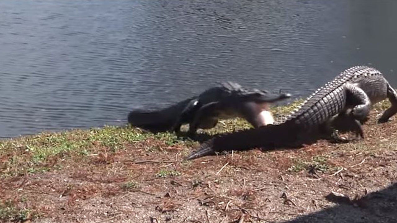 WATCH: Gator tussle caught on camera in Clearwater