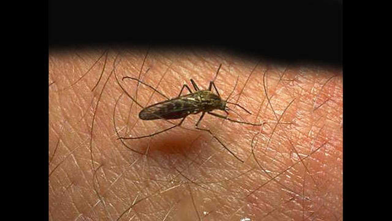 Aggressive New Mosquitoes that Carry Deadly Diseases are Spreading