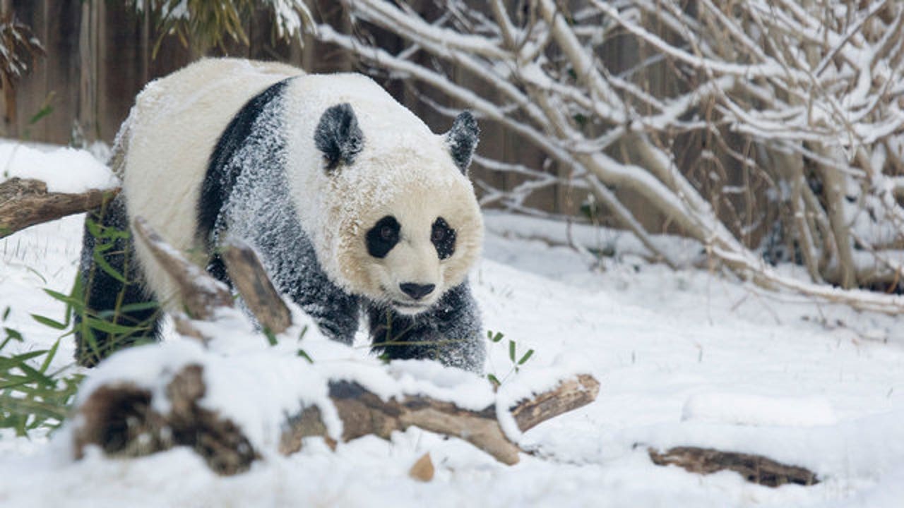 National Zoo giant panda Mei Xiang caught frolicking in first snow