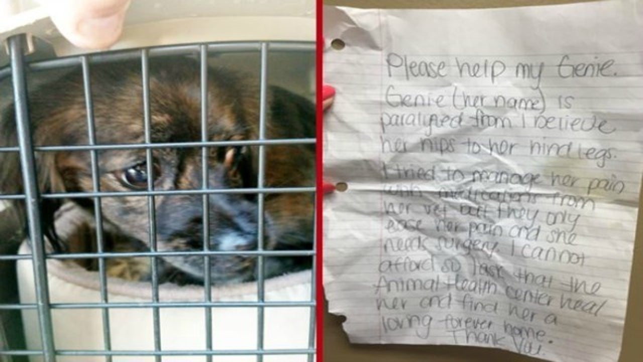 Heartbreaking note left with paralyzed dog at shelter