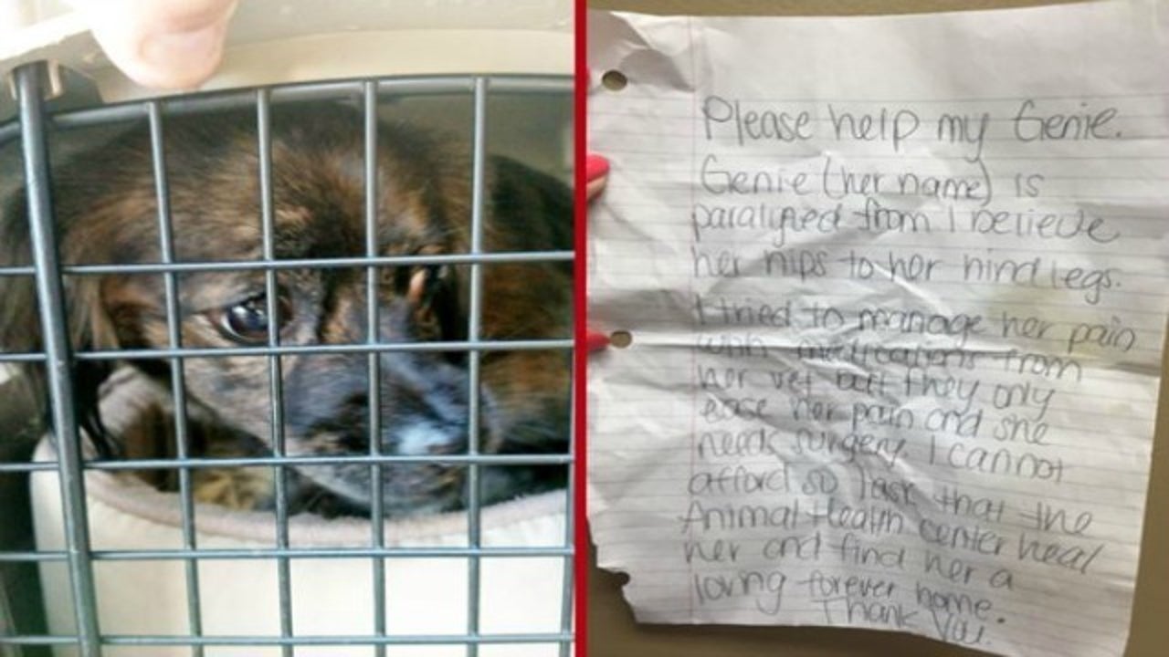Heartbreaking note left with paralyzed dog at shelter Heartbreaking note left with paralyzed dog at shelter