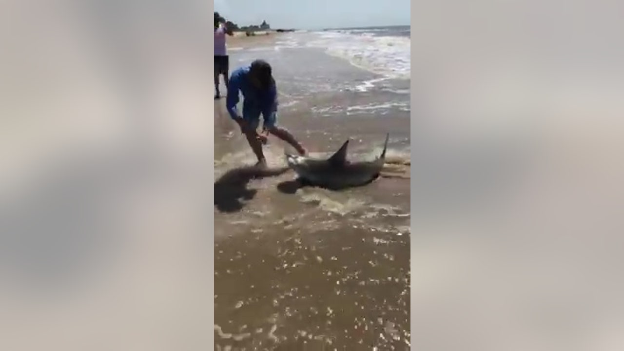5-foot bull shark caught on shoreline of Crystal Beach