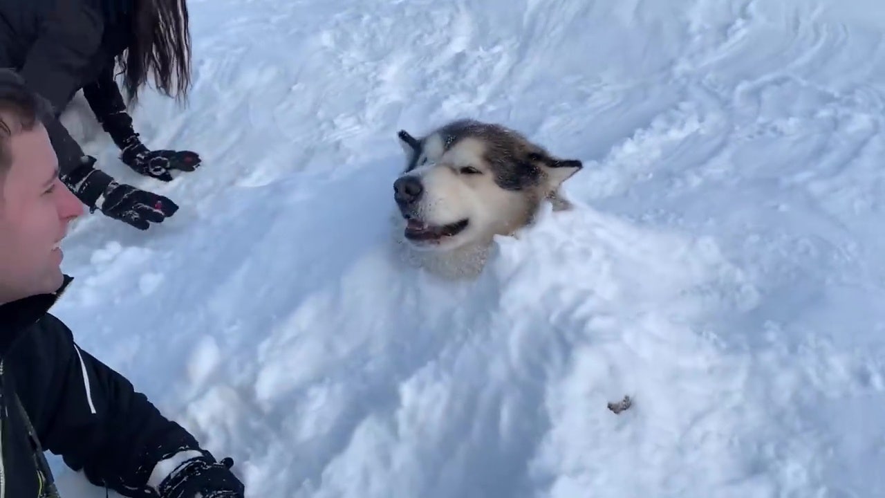 Malamute in hot sale snow