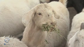 Thieves steal herd of pregnant goats