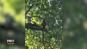Hungry hawk eyeing pets in East Atlanta, residents say