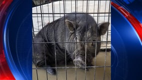 Pig found behind Georgia store gets new home