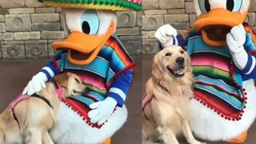 Service dog cuddles with Donald Duck in heartwarming video