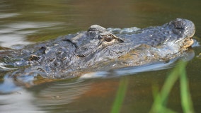 South Carolina bill would increase fine for bothering alligators up to $1,000