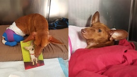 3 arrested after dog found with back legs amputated, possibly having been sawed off