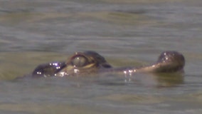 Elusive Chicago lagoon alligator draws crowds, inspires social media response