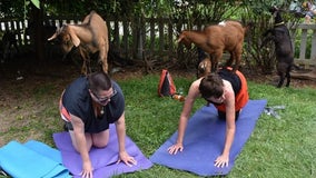 Goat Yoga comes to Decatur