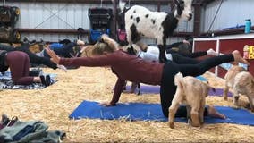Goat Yoga trend hits Half Moon Bay