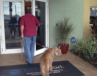 Cougar-surgery-01_1441832029715-401385.jpg